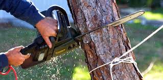 Best Commercial Tree Services  in Energy, IL