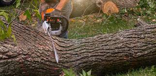 How Our Tree Care Process Works  in  Energy, IL