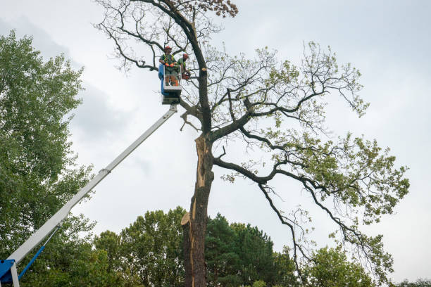 Best Tree Cabling and Bracing  in Energy, IL