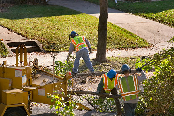 Best Utility Line Clearance  in Energy, IL