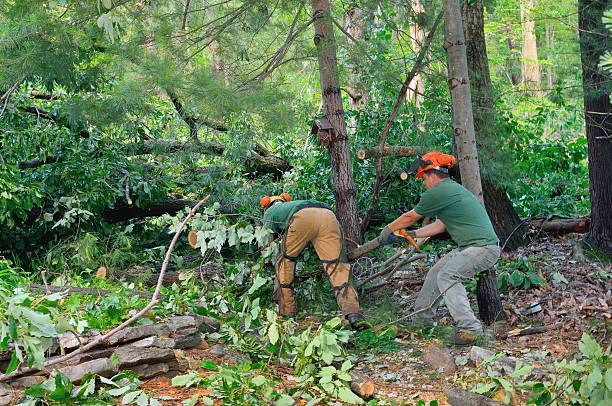 Best Tree Mulching  in Energy, IL