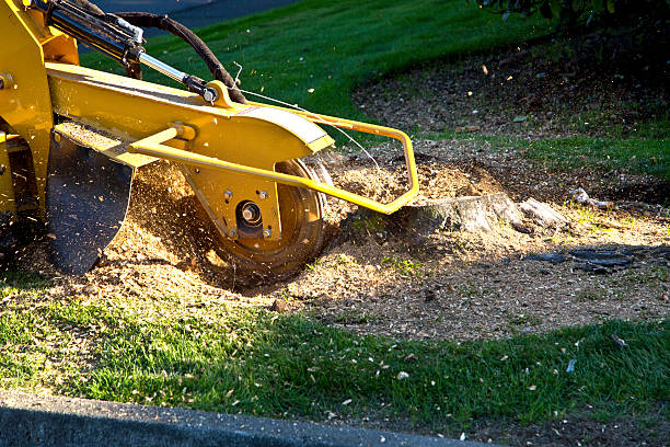 Professional Tree Removal in Energy, IL