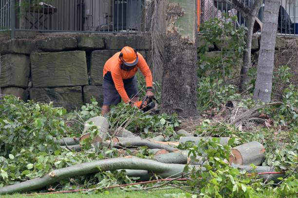 Best Tree Preservation Services  in Energy, IL