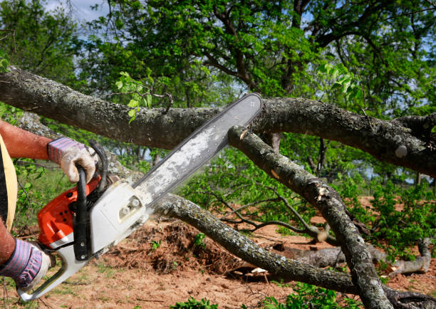 Best Tree Trimming and Pruning  in Energy, IL